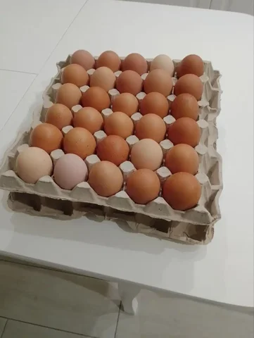 Домашние куриные яйца в Нежинке - Животные в Нежинка