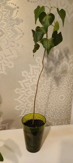 Продажа Теспезии Суматры, выращенной из семян - Хобби и отдых в Нежинка