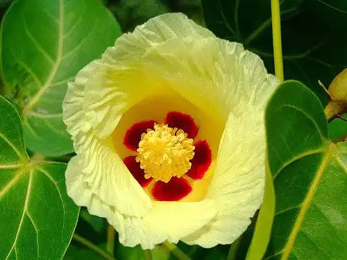 Продажа Теспезии Суматры, выращенной из семян - Растения (Хобби и отдых) в Нежинка