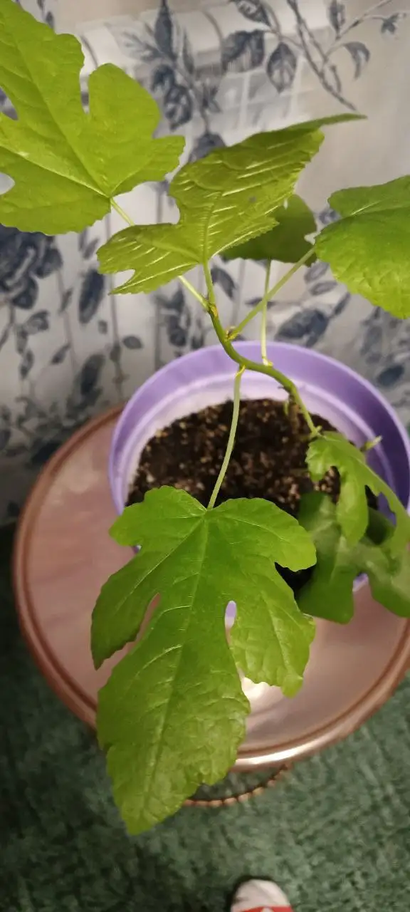 Крассула-Бонсай и Инжир из долларового дерева - Растения (Хобби и отдых) в Нежинка