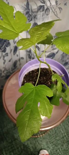 Крассула-Бонсай и Инжир из долларового дерева - Хобби и отдых в Нежинка