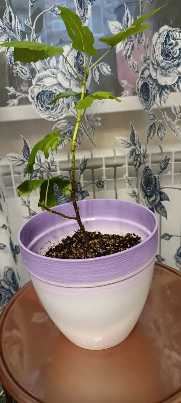 Крассула-Бонсай и Инжир из долларового дерева - Растения (Хобби и отдых) в Нежинка