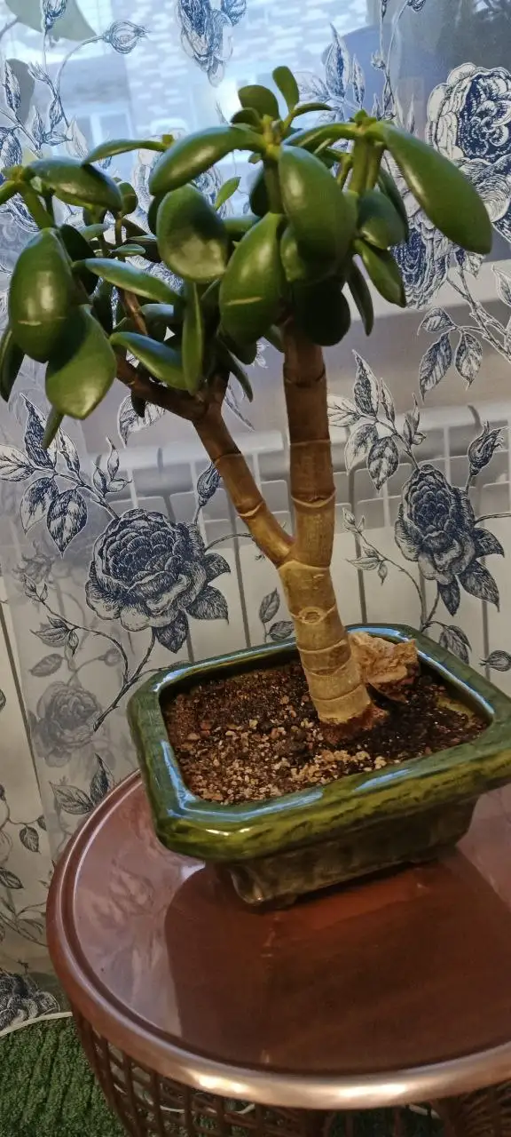 Крассула-Бонсай и Инжир из долларового дерева - Растения (Хобби и отдых) в Нежинка