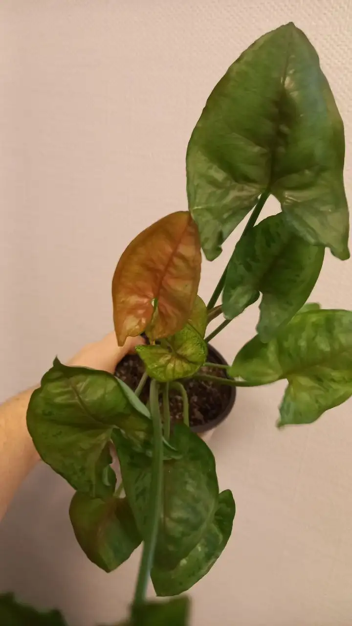 Комнатные цветы в ассортименте - Растения (Хобби и отдых) в Нежинка