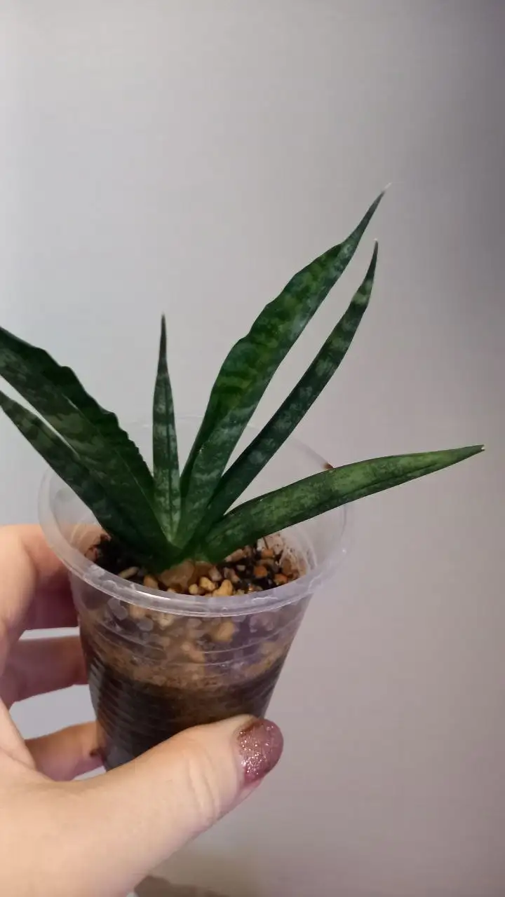 Комнатные цветы в ассортименте - Растения (Хобби и отдых) в Нежинка