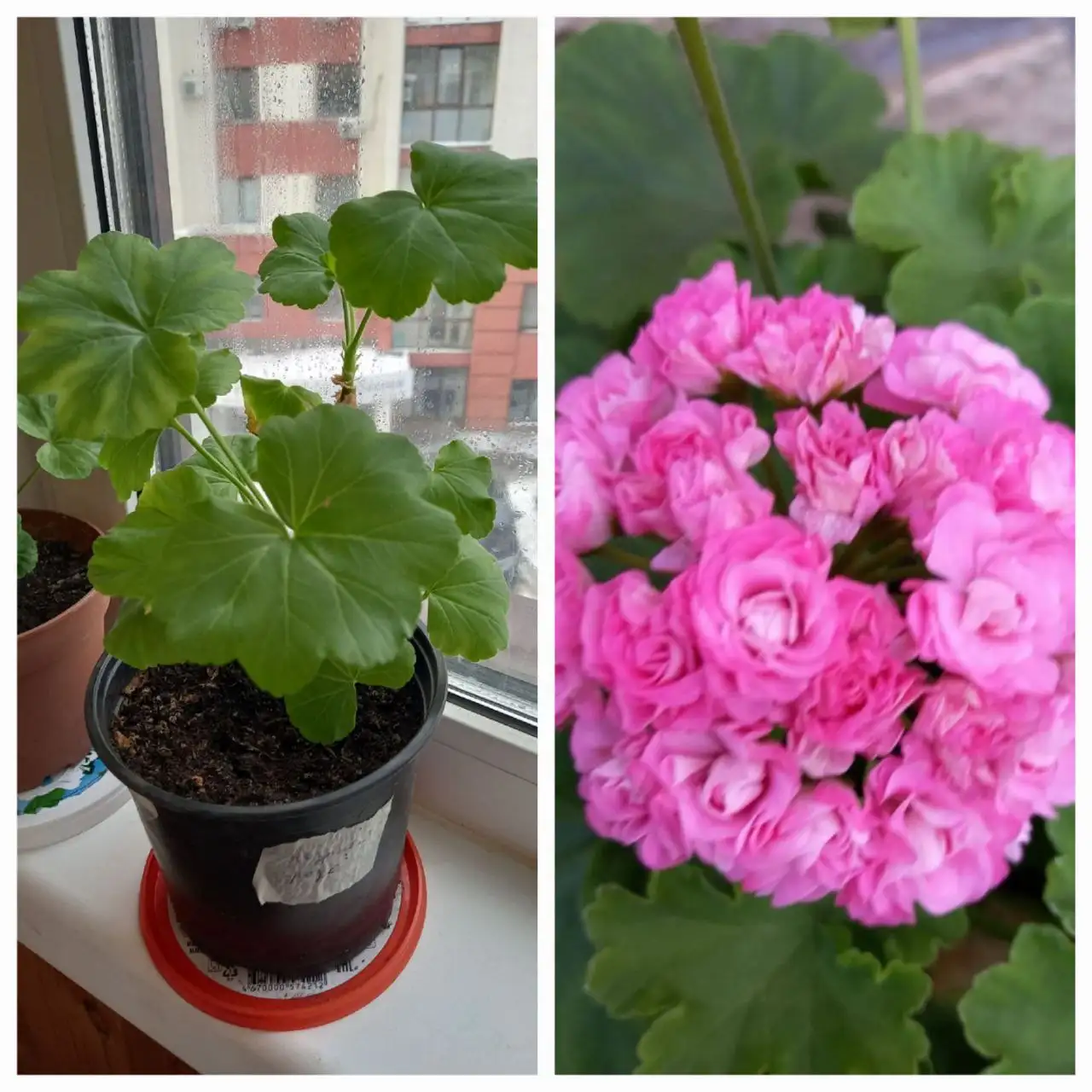 Комнатные цветы в ассортименте - Растения (Хобби и отдых) в Нежинка