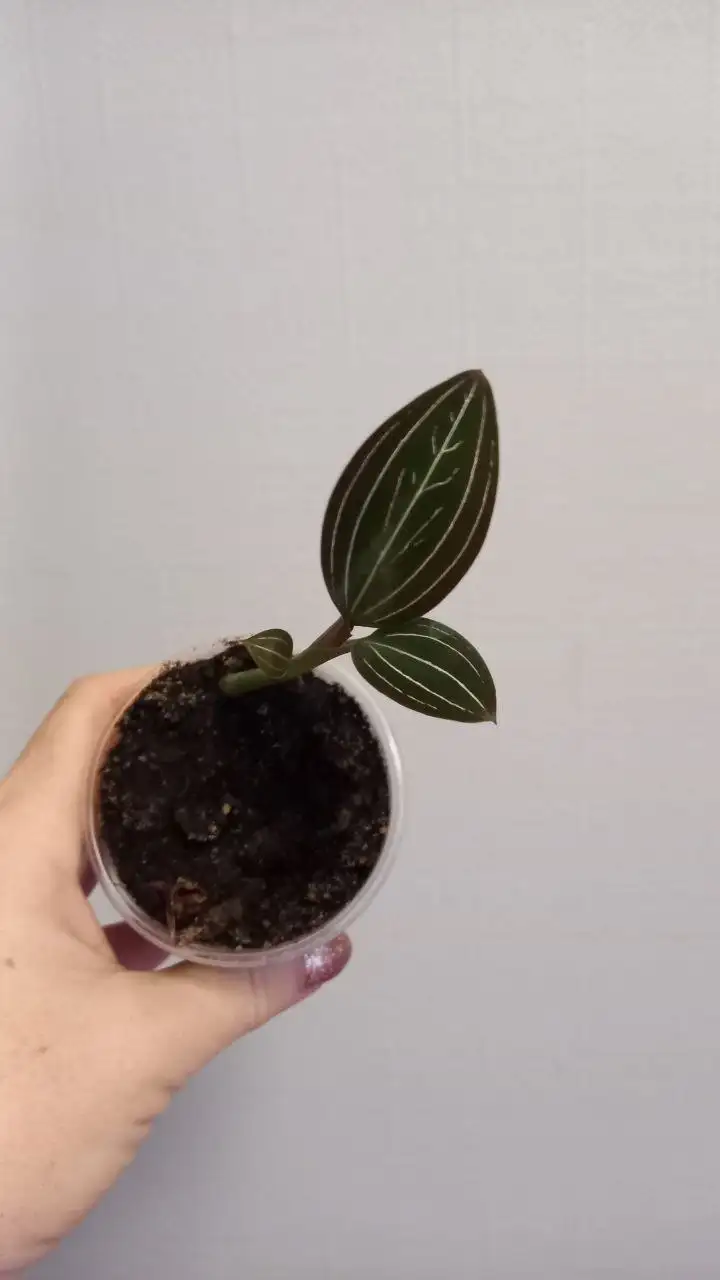 Комнатные цветы в ассортименте - Растения (Хобби и отдых) в Нежинка