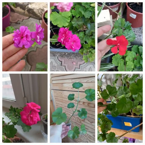 Продажа плющелистой пеларгонии - Хобби и отдых в Нежинка