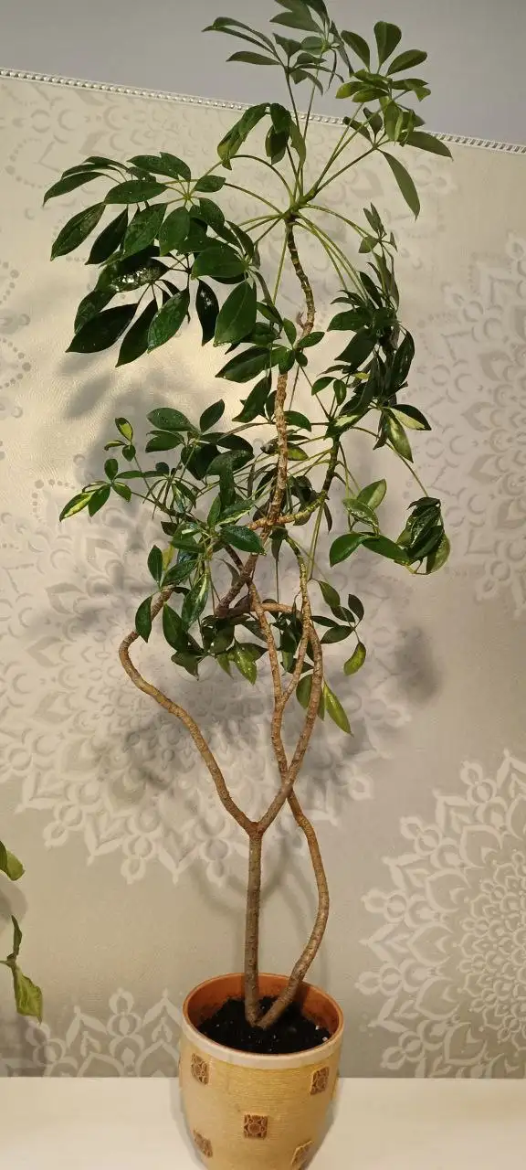 Продам взрослую Шеффлеру в керамическом горшке - Комнатные растения (Хобби и отдых) в Нежинка