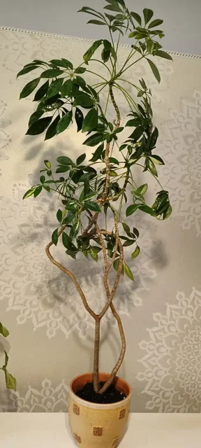 Продам взрослую Шеффлеру в керамическом горшке - Хобби и отдых в Нежинка