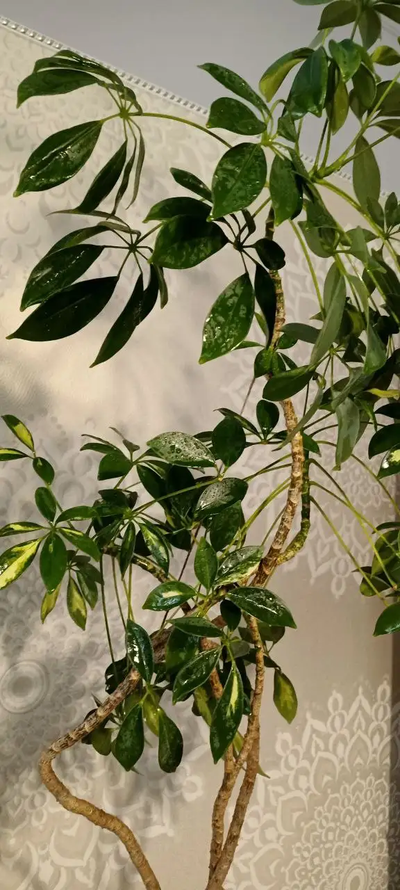 Продам взрослую Шеффлеру в керамическом горшке - Комнатные растения (Хобби и отдых) в Нежинка