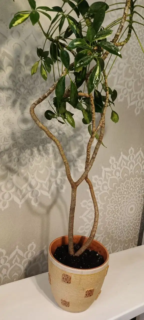 Продам взрослую Шеффлеру в керамическом горшке - Комнатные растения (Хобби и отдых) в Нежинка