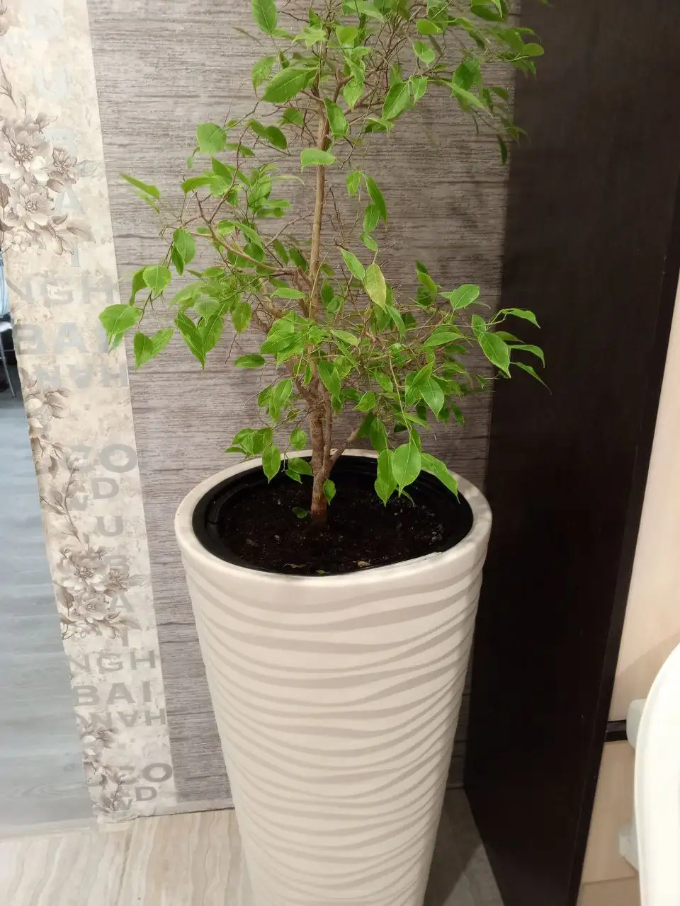 Продам дерево фикус вместе с горшком - Растения (Хобби и отдых) в Оренбург