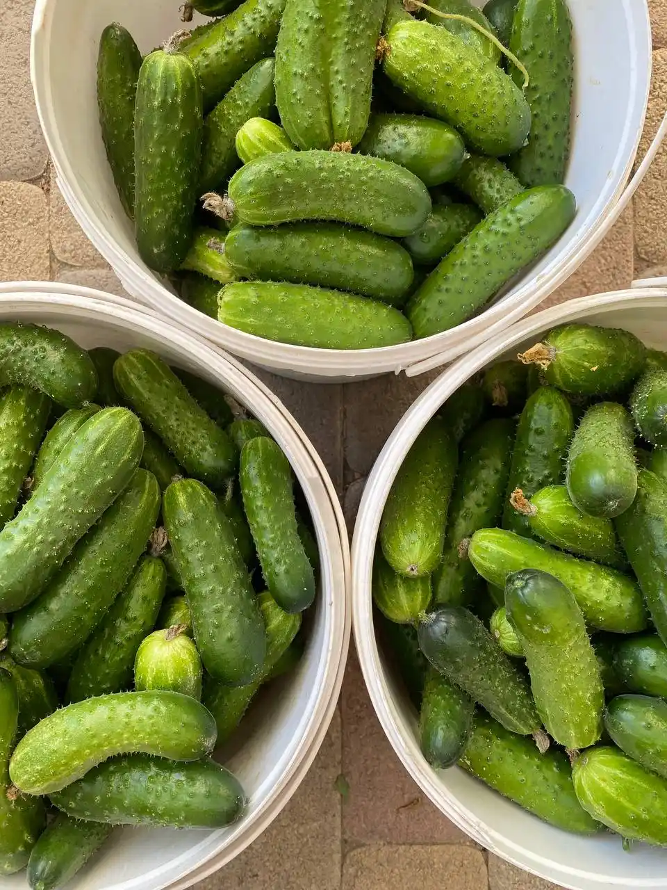 Продажа свежих огурцов - Хобби и отдых в Краснодар