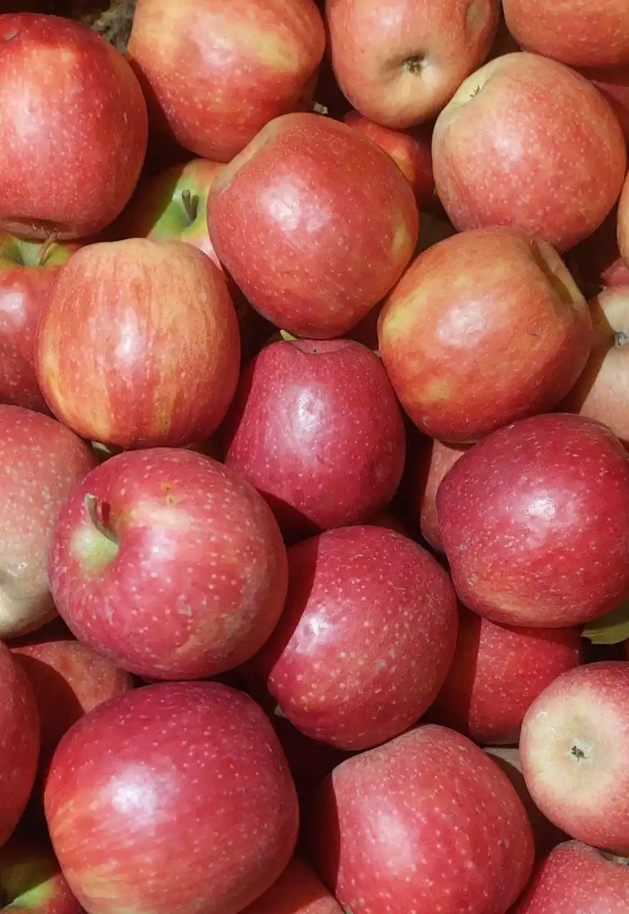 Крупные яблоки свежие - Хобби и отдых в Краснодар