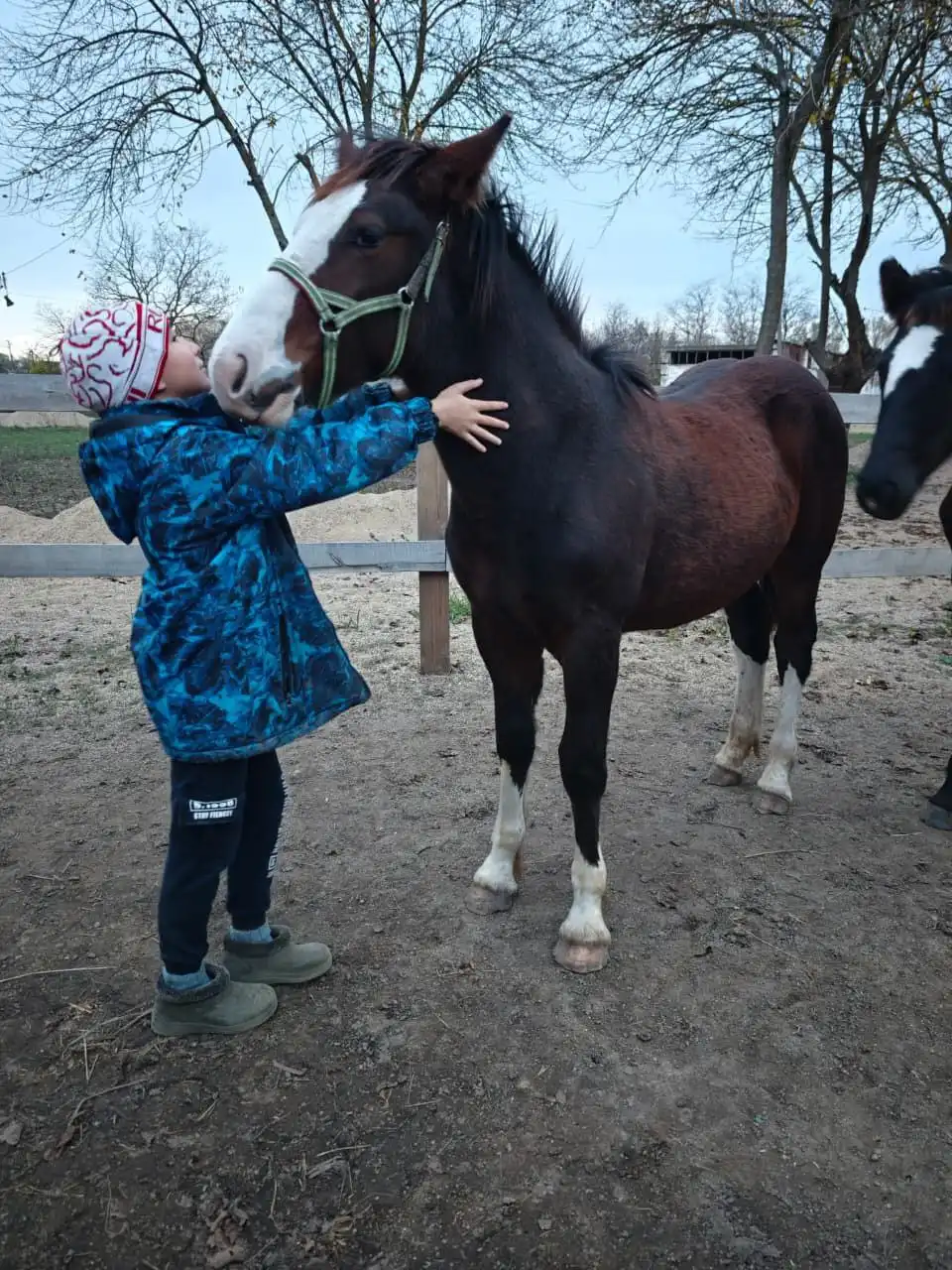 Продажа жеребят тяжеловозов