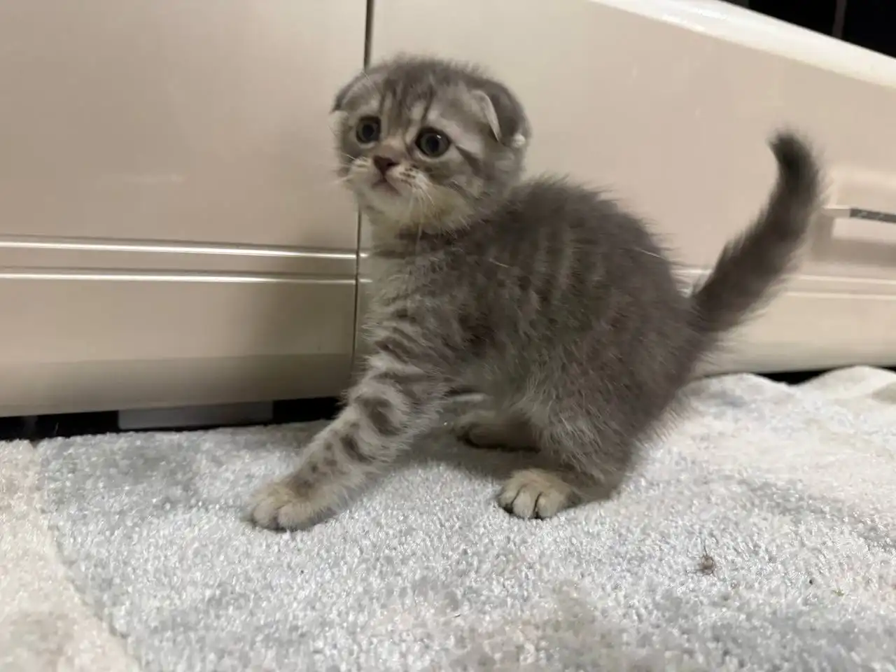 Продажа шотландских котят