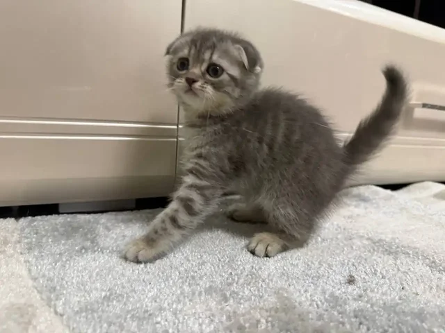 Продажа шотландских котят - Животные в Краснодар