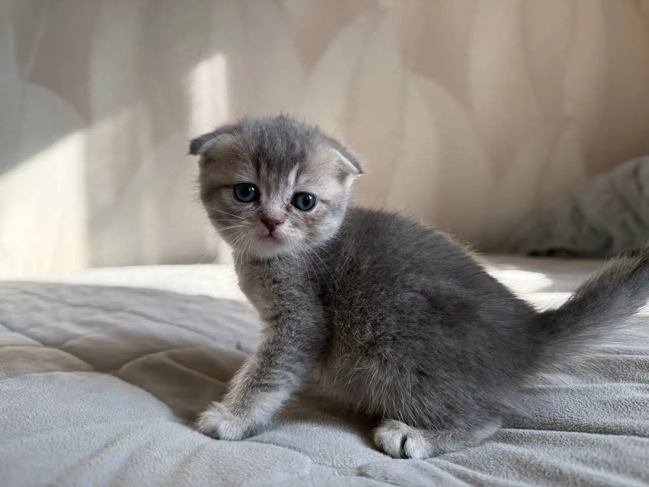 Продажа шотландских котят