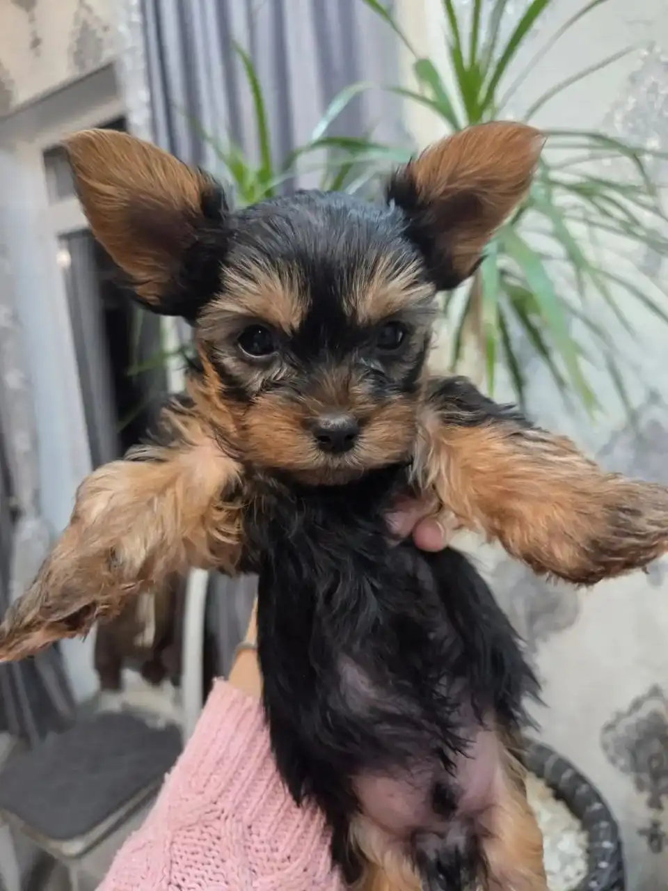 Продажа щенков йоркширского терьера