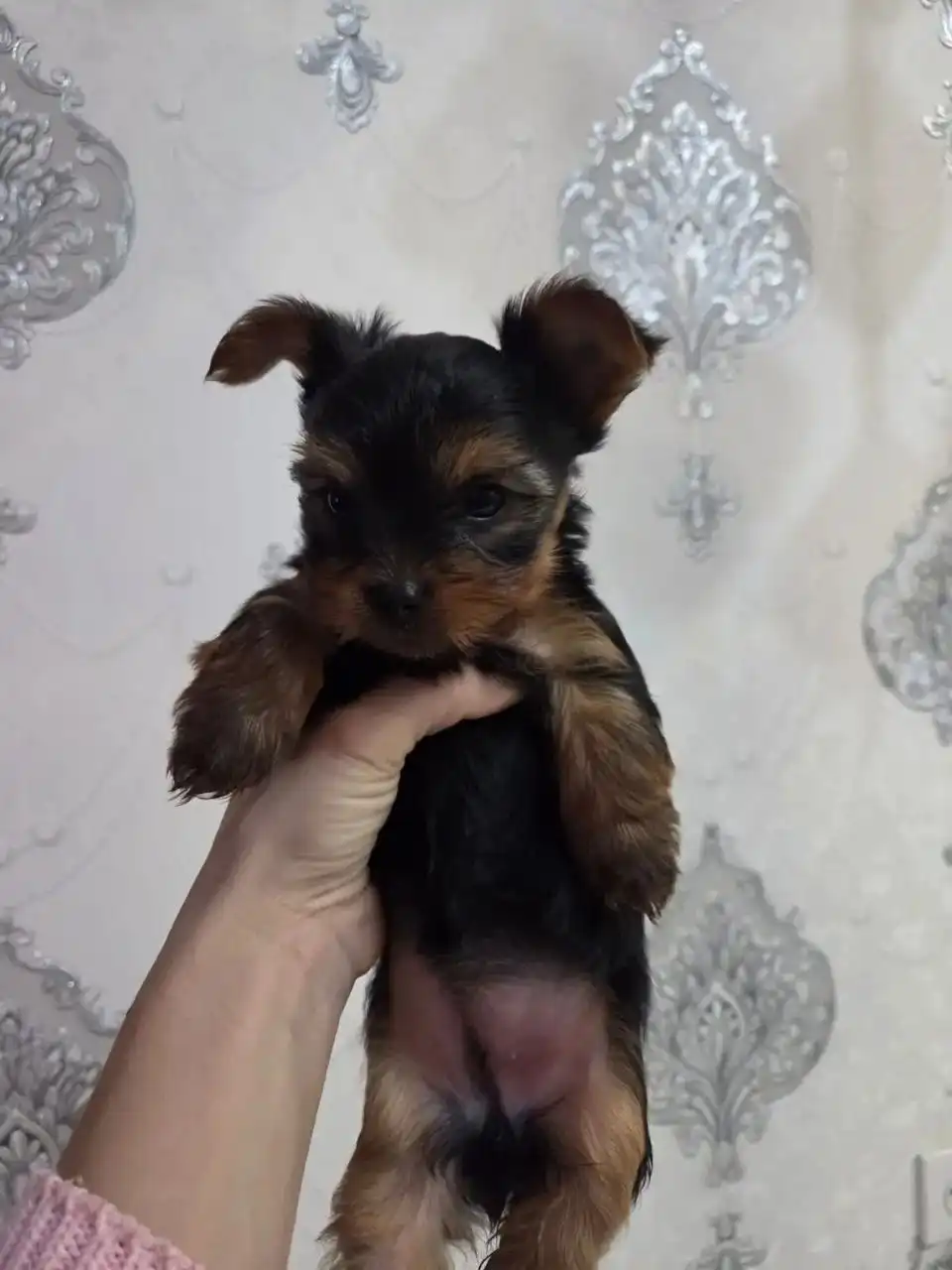 Продажа щенков йоркширского терьера