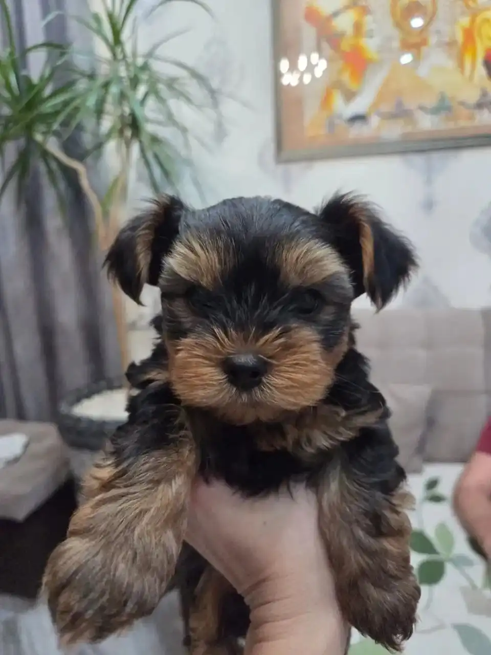 Продажа щенков йоркширского терьера