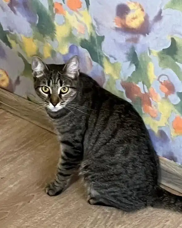 Ищет дом кот Федя 8 месяцев