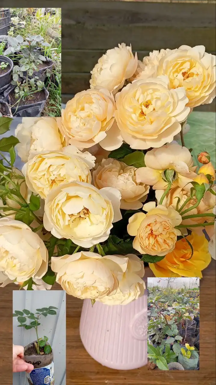 Продажа корнесобственных роз