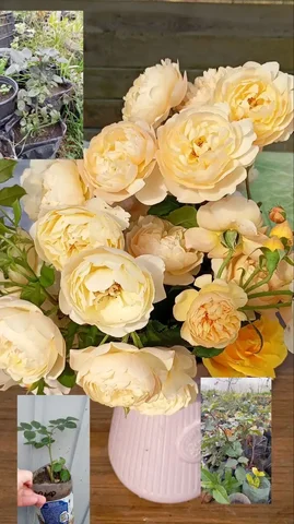 Продажа корнесобственных роз - Хобби и отдых в Краснодар