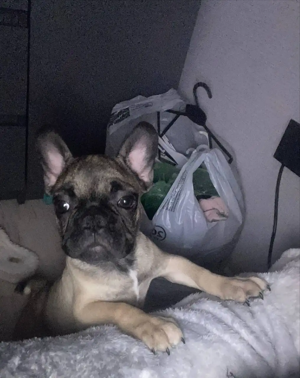 Продам щенка французского бульдога