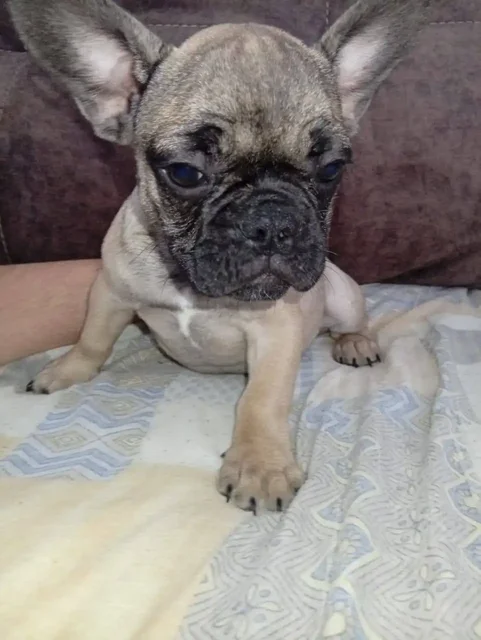 Продажа щенка французского бульдога - частное объявление в Краснодар