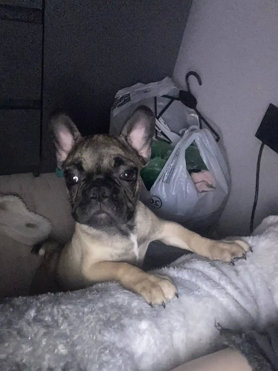 Продажа щенка французского бульдога