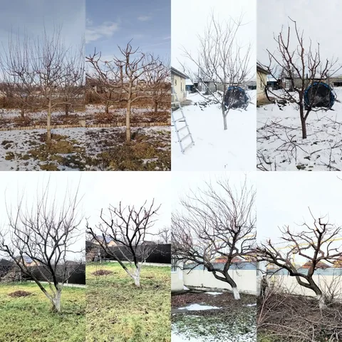 Профессиональная обрезка плодовых деревьев и уход за садом - Услуги в Краснодар