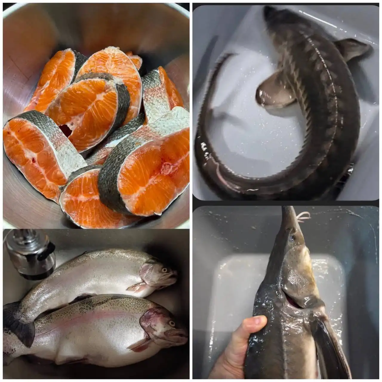 Доставка охлажденной форели и осетра