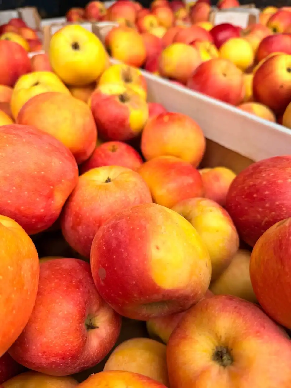 Продажа яблок сорта Флорина в Краснодаре - Продукты питания (Барахолка) в Краснодар