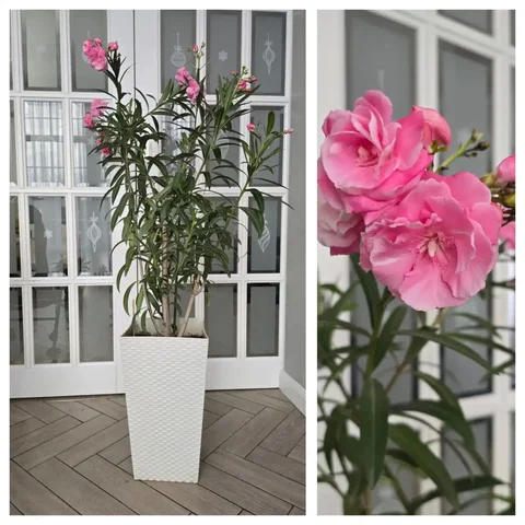 Продажа махрового розового олеандра - Розыгрыши в Краснодар