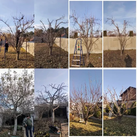 Профессиональная обрезка плодовых деревьев и уход за садом - частное объявление в Краснодар