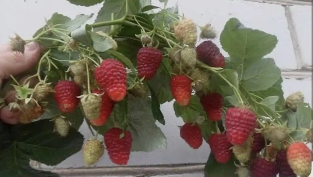 Оптовая продажа саженцев ягодных культур - Садоводство (Хобби и отдых) в Краснодар