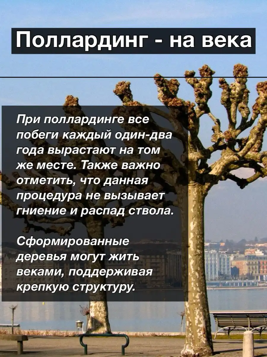 Формирование поллардинга из деревьев на участке - Ландшафтные работы (Услуги) в Краснодар