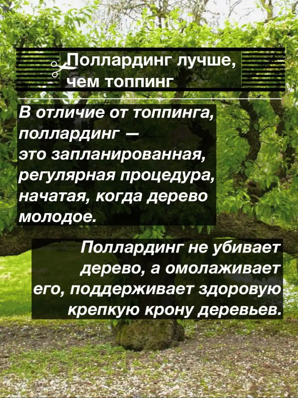 Формирование поллардинга из деревьев на участке - Ландшафтные работы (Услуги) в Краснодар