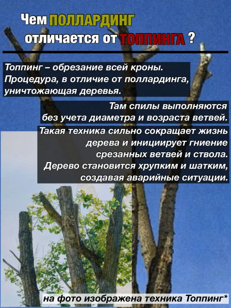Формирование поллардинга из деревьев на участке - Ландшафтные работы (Услуги) в Краснодар