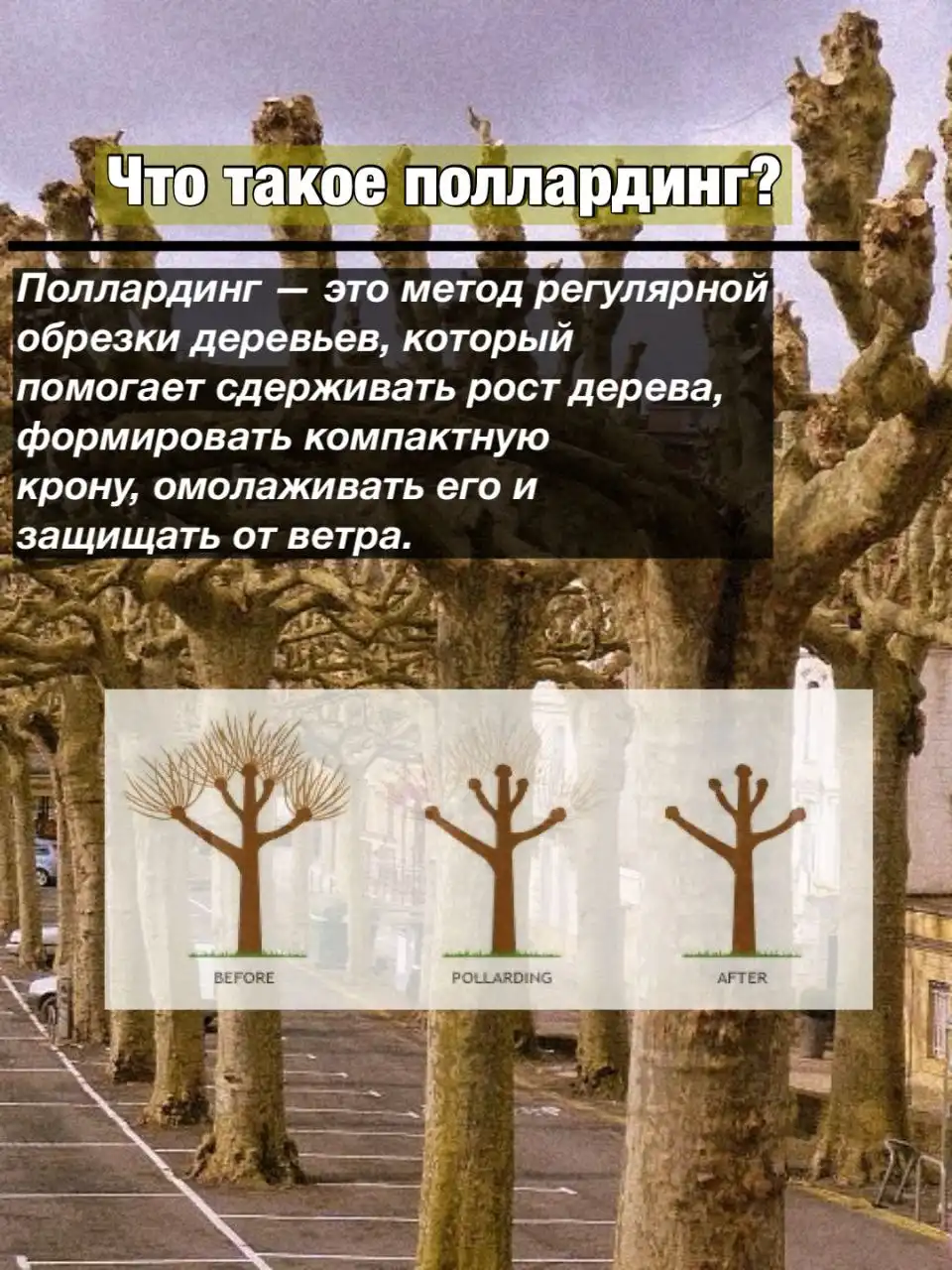 Формирование поллардинга из деревьев на участке - Ландшафтные работы (Услуги) в Краснодар