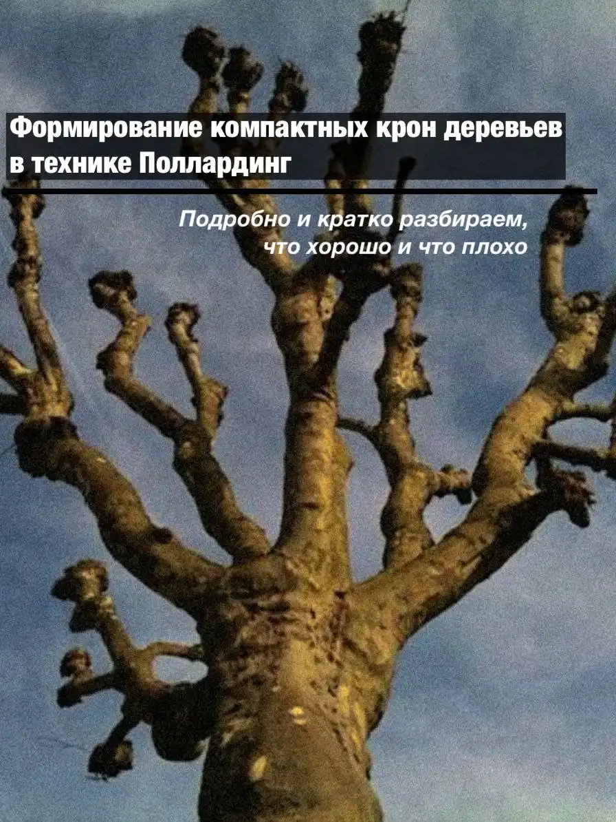 Формирование поллардинга из деревьев на участке - Ландшафтные работы (Услуги) в Краснодар
