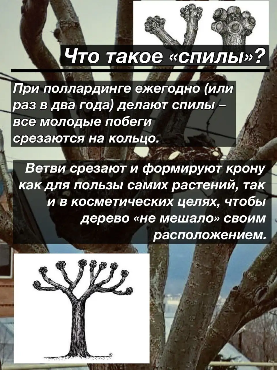 Формирование поллардинга из деревьев на участке - Ландшафтные услуги (Услуги) в Краснодар