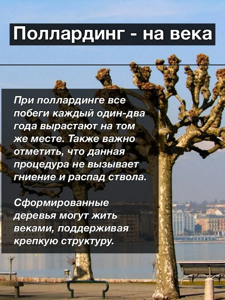 Формирование поллардинга из деревьев на участке - Ландшафтные услуги (Услуги) в Краснодар