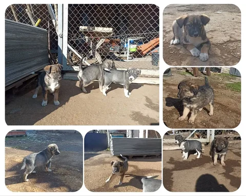 Щенята в поисках дома в Краснодаре - Животные в Краснодар