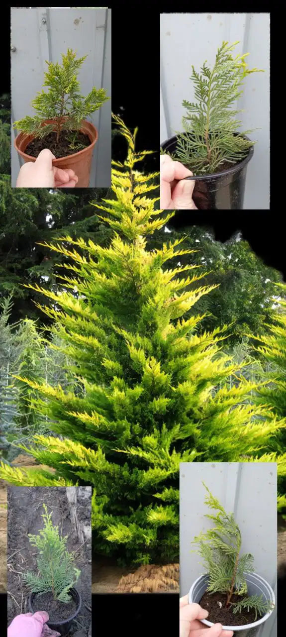 Продажа саженцев Купрессоципарис Голд Райдер - Растения (Хобби и отдых) в Краснодар