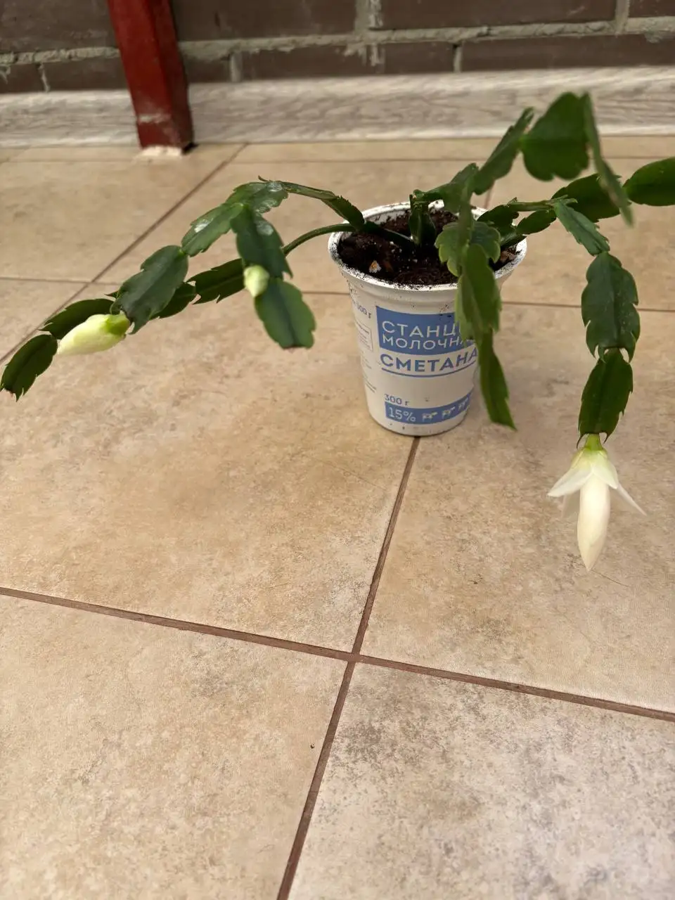 Продажа по 150 рублей на перекрестке Зиповской и Московской - Барахолка в Краснодар