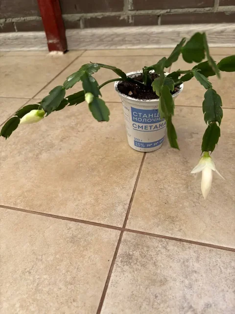 Продажа по 150 рублей на перекрестке Зиповской и Московской - Продукты питания в Краснодар