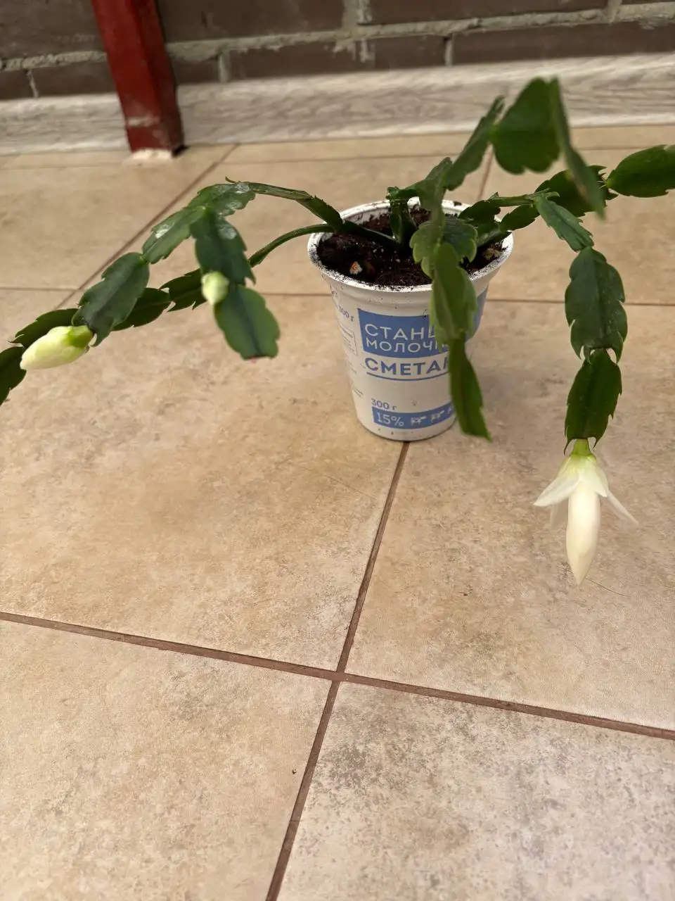 Продажа по 150 рублей на перекрестке Зиповской и Московской - Барахолка в Краснодар